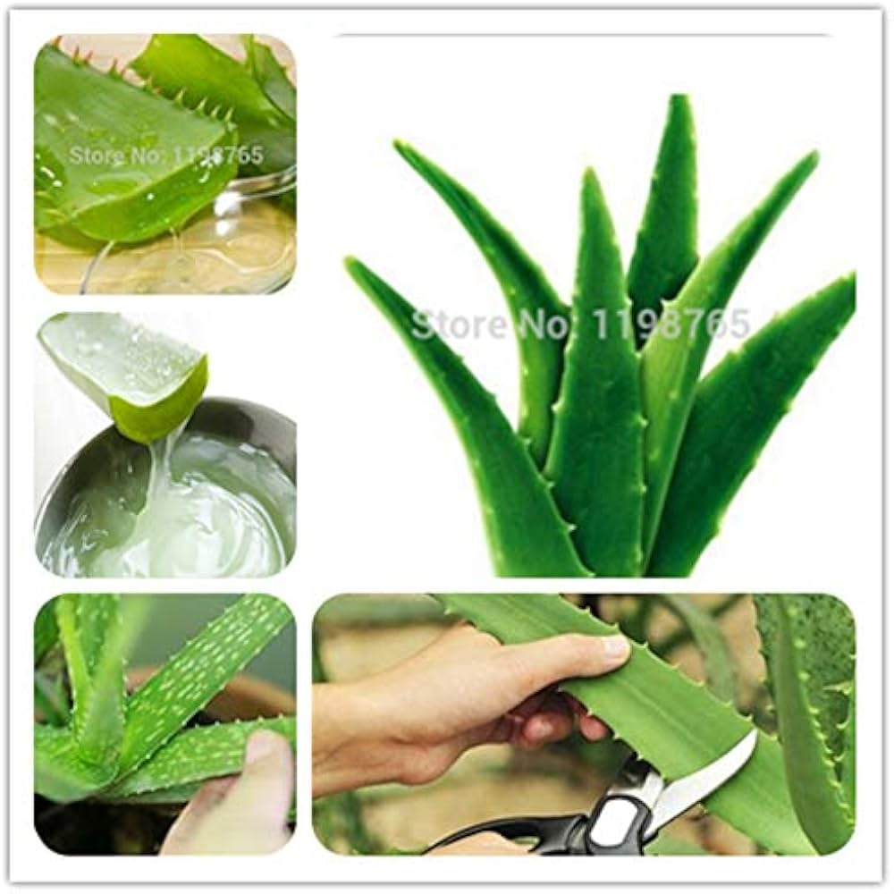 Green Aloe Vera Seeds Growing Indoors – Air Purifying Aloe Plants