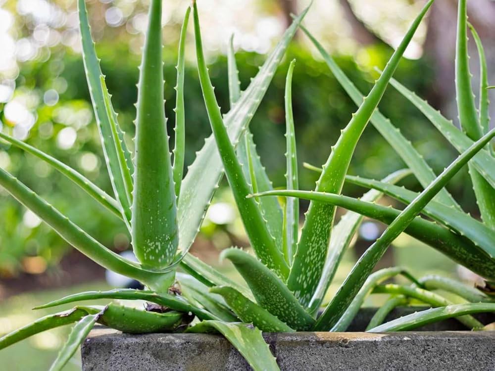 Organic Green Aloe Vera Seeds for Outdoor Garden – Drought Tolerant Plants