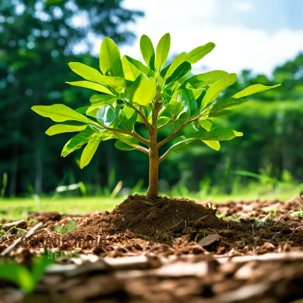 Green Bengalensis Tree Seeds Ideal for Landscaping and Shade