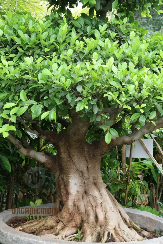 Green Bengalensis Tree Seedlings – Tropical Shade Tree Growth