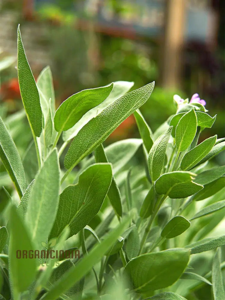 Green Culinary Sage Seeds for Container Herb Gardening