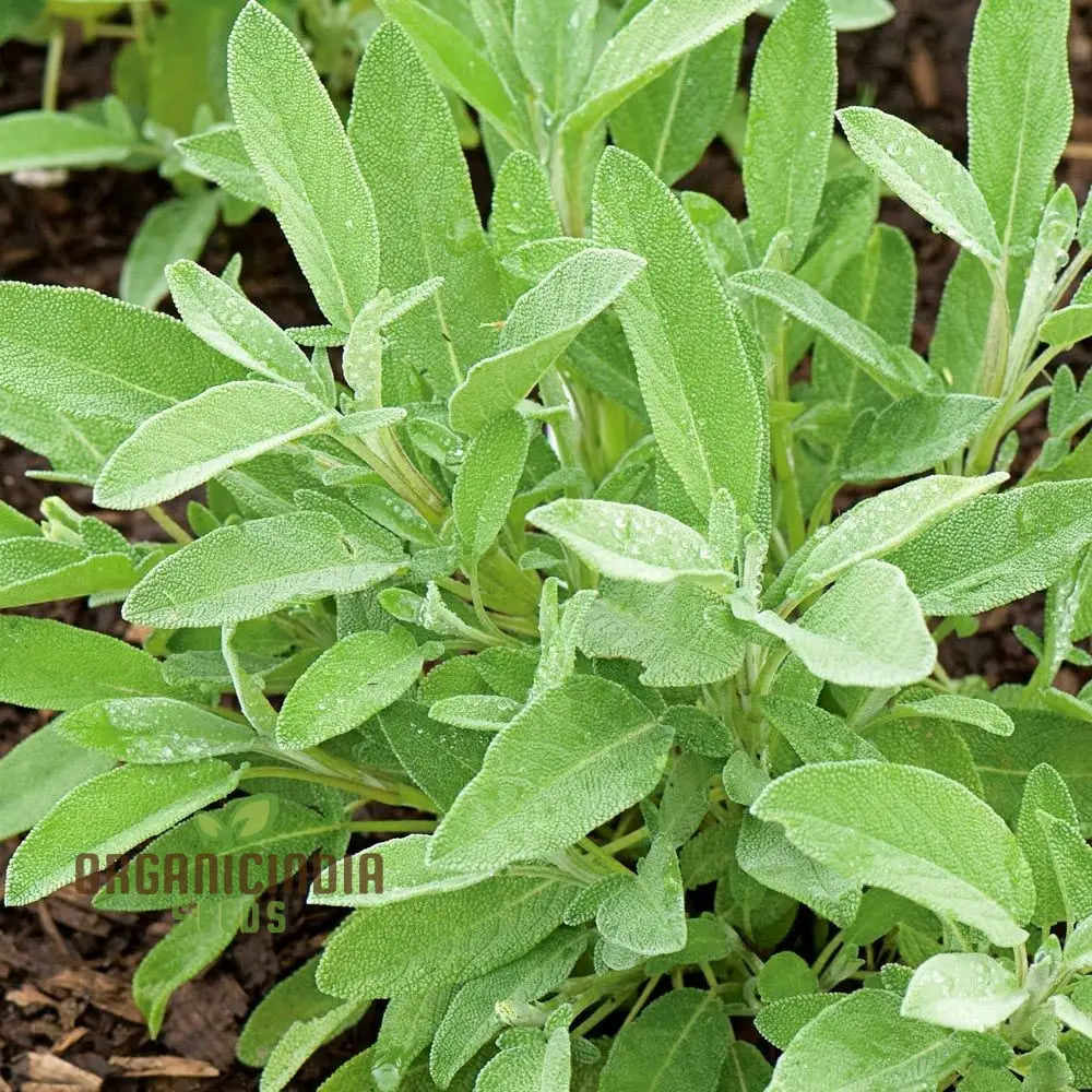 Green Culinary Sage Seeds for Planting in Home Herb Gardens
