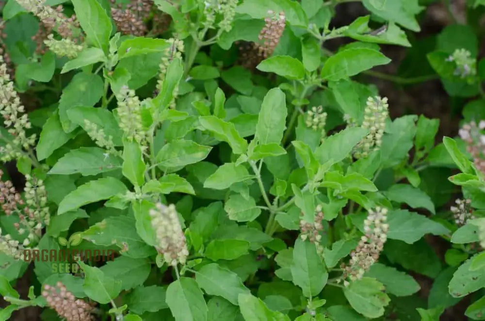 Green Tulsi Basil Seeds for Container and Pot Gardening