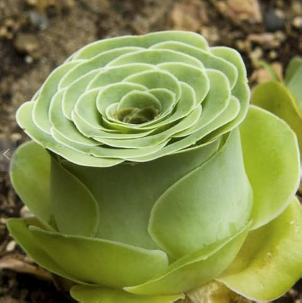 Greenovia Rose Succulent Seeds for Indoor and Outdoor Gardening