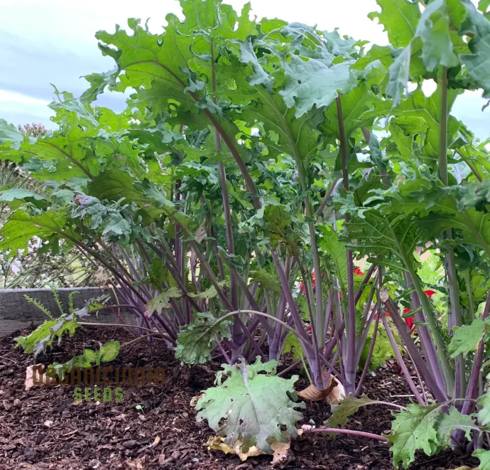 Greenpeace Organic Kale Seeds for Planting, High-Quality Leafy Green Seeds