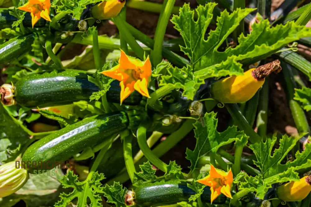 Mature Grey Zucchini Plant from Seeds, Heirloom Garden Variety
