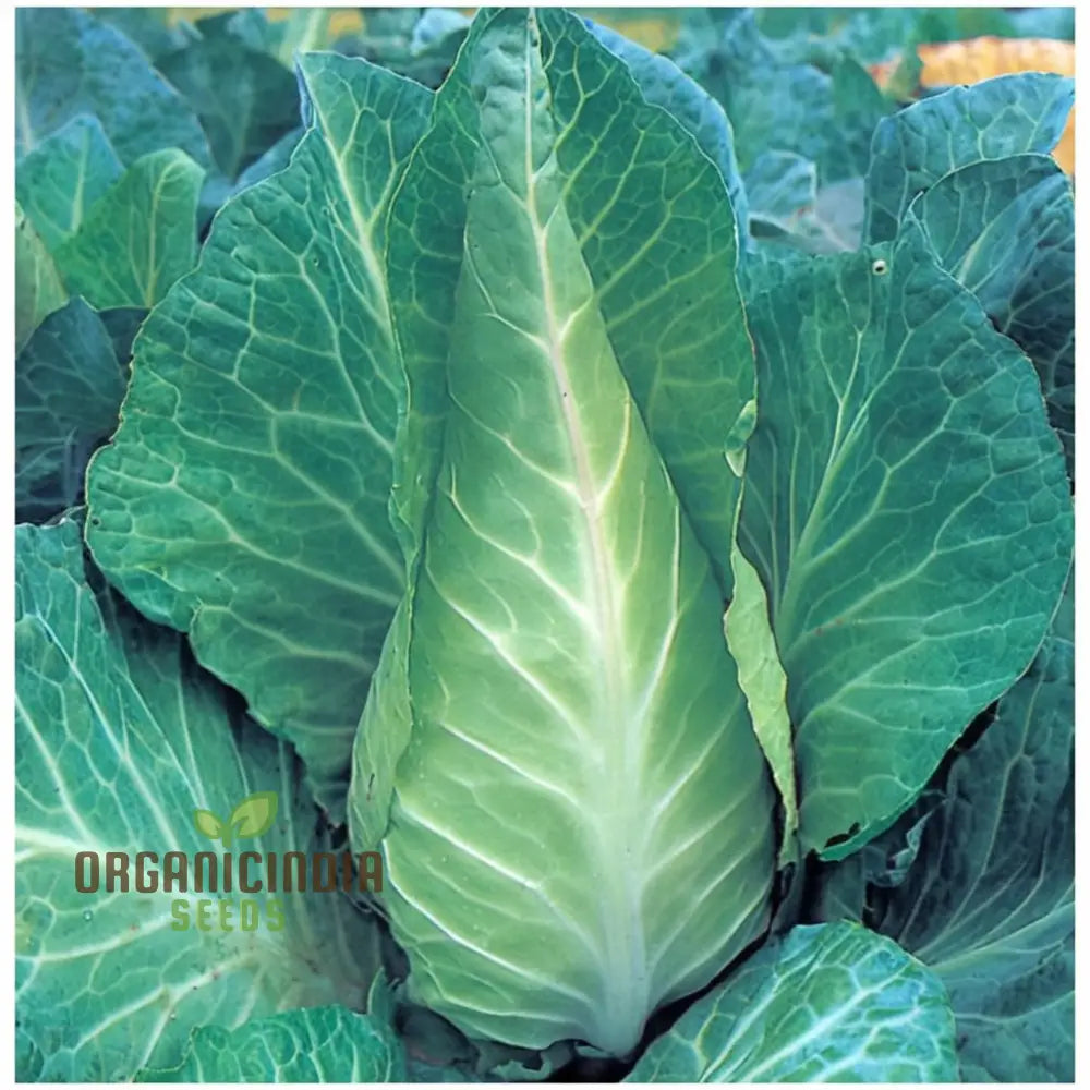 Greyhound Cabbage Plants Growing in Garden Bed, Heirloom Vegetable Seeds