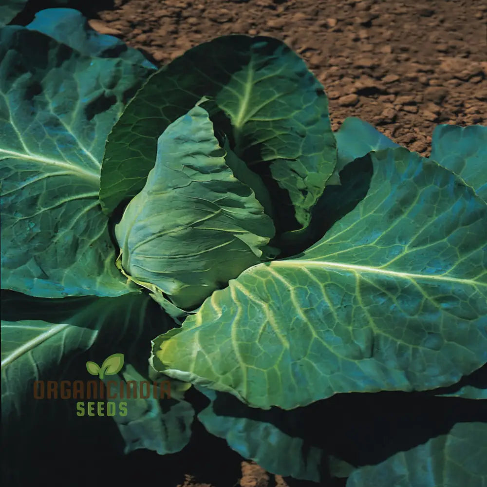 Greyhound Cabbage Seeds for Home Garden, Heirloom Vegetable Seeds