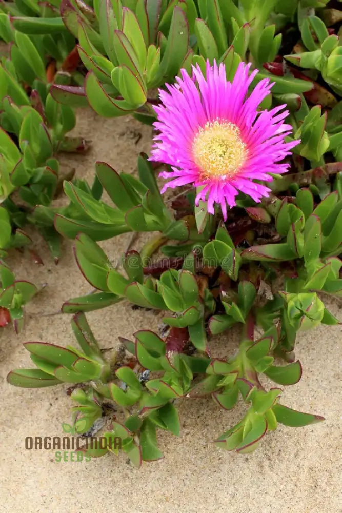 Groundcover carpobrotus seeds spreading succulent plants