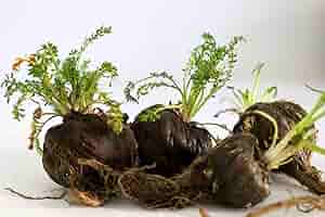 How to grow Black Maca ginseng superfood organically