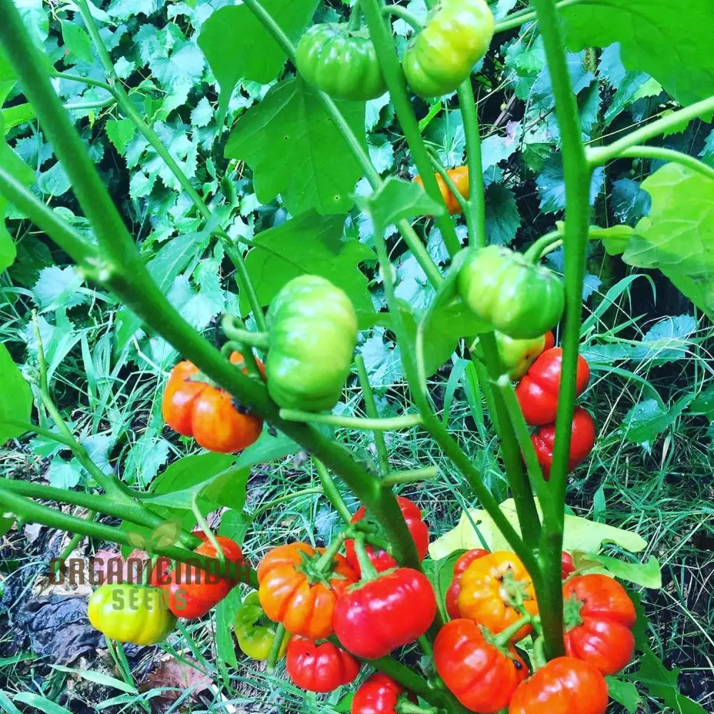 Grow Exotic Pumpkin Trees: Premium Solanum Integrifolium Seeds â€“ Unique Ornamental Fruit For Your