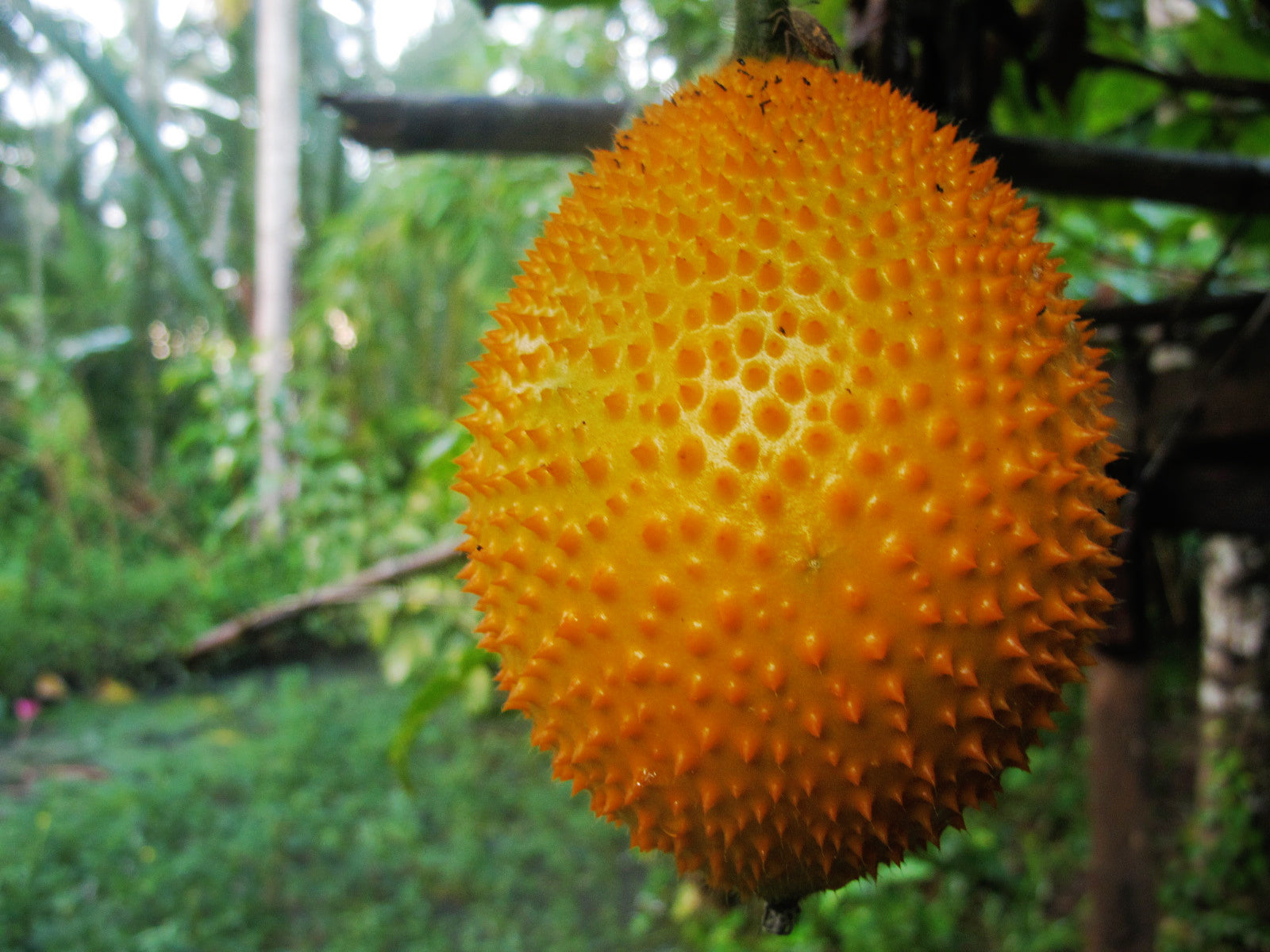 Grow Gac Fruit vines from seeds in tropical home gardens