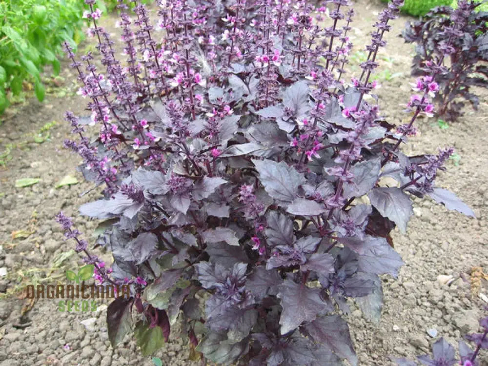 Grow Gourmet Flavors: Purple Dark Opal Basil â€“ Heirloom Herb Seeds For Home Gardening Exotic