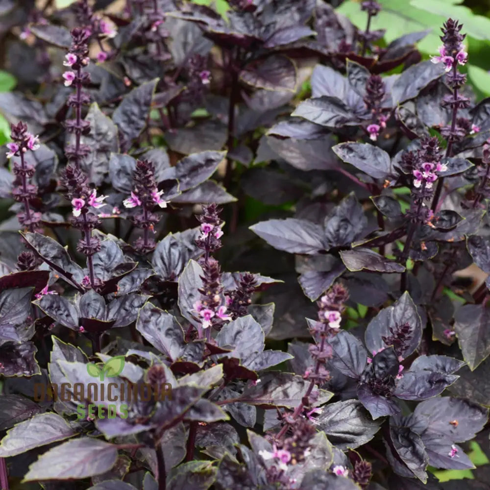 Grow Gourmet Flavors: Purple Dark Opal Basil â€“ Heirloom Herb Seeds For Home Gardening Exotic