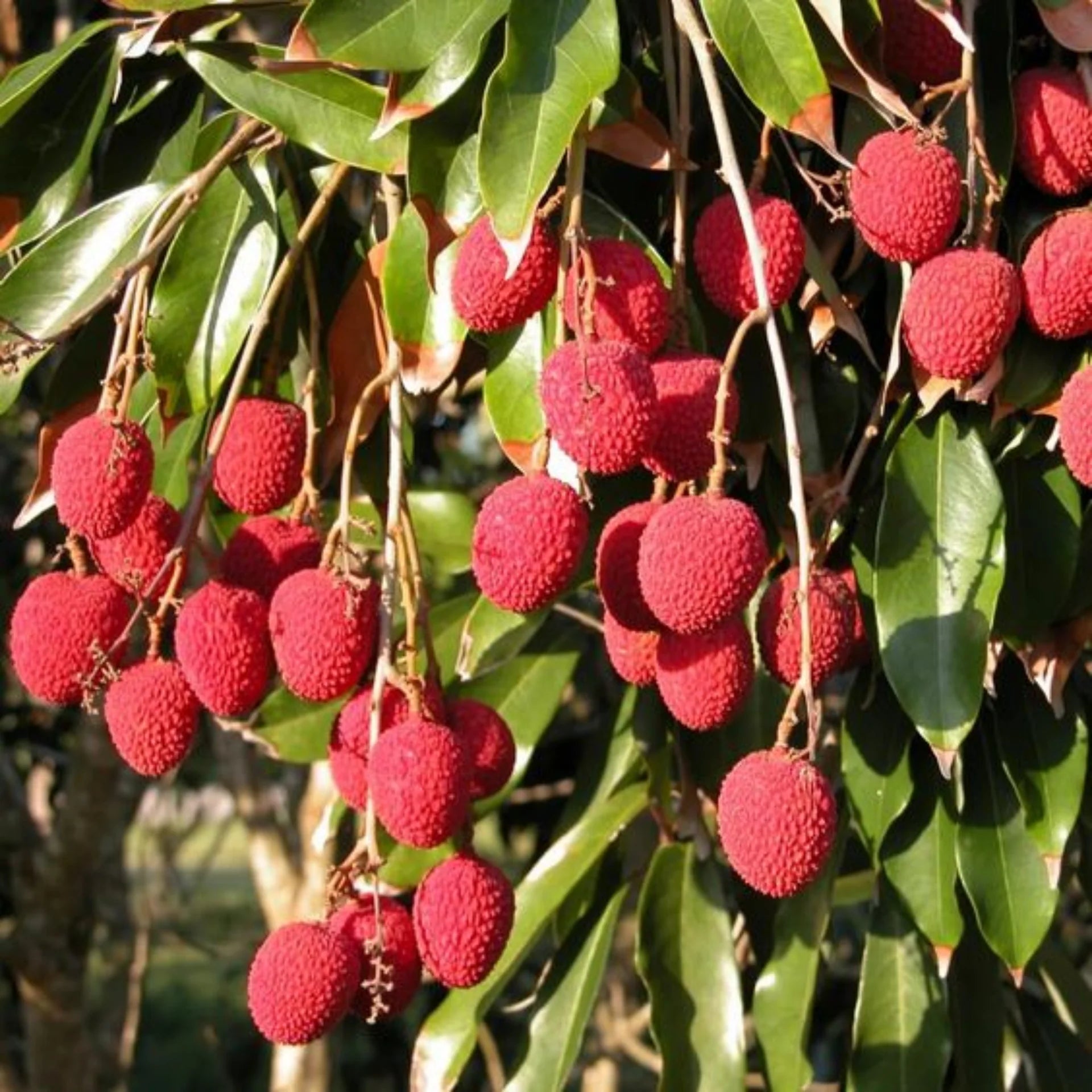 Grow lychee trees from seeds for tropical fruit gardening