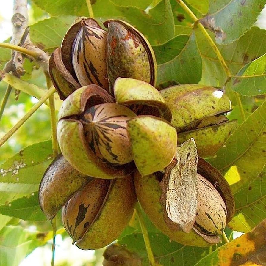 Grow Northern Pecan Trees from seeds in home orchards