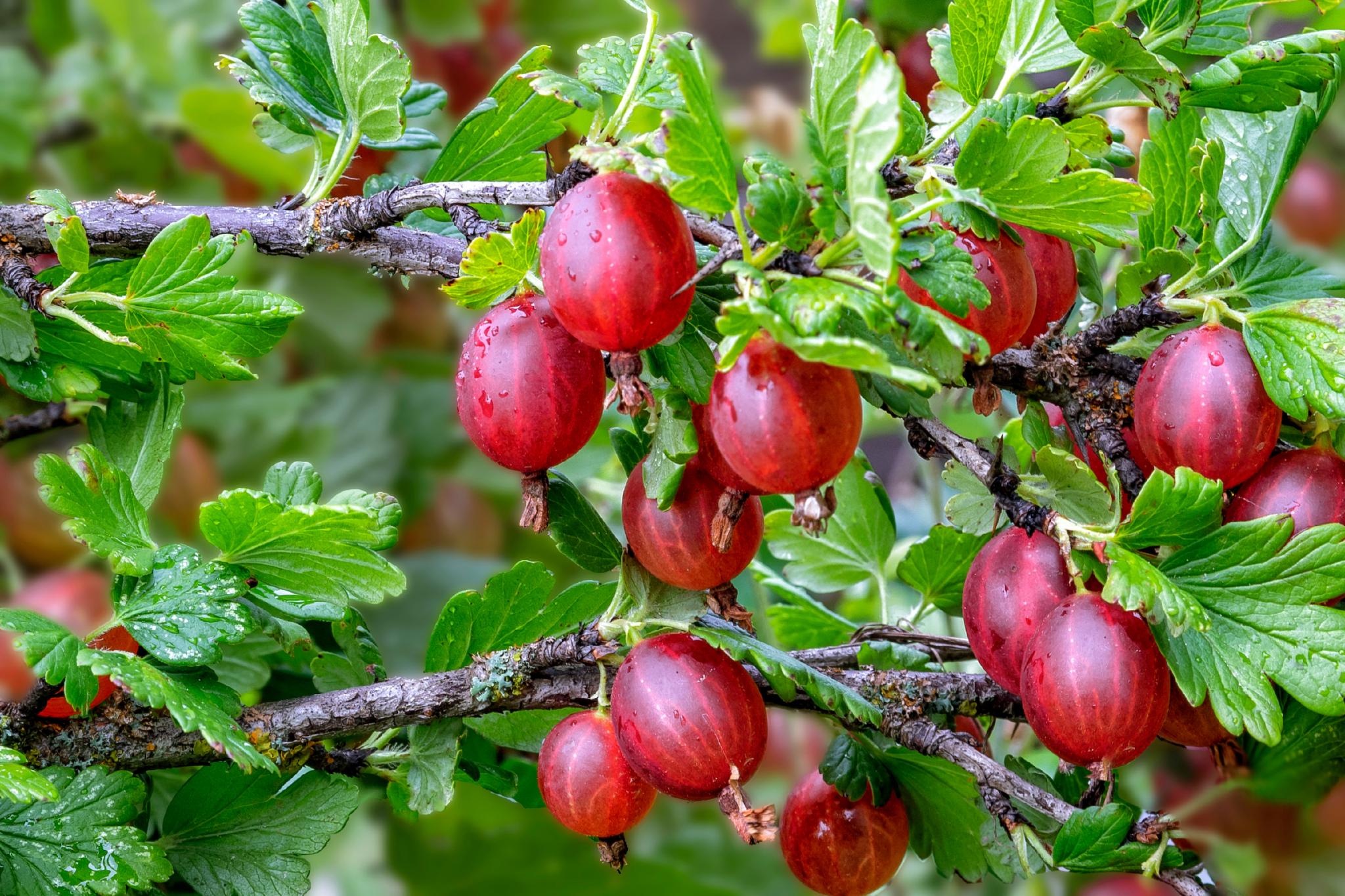Grow Red Pixwell Gooseberries from Non-GMO seeds at home