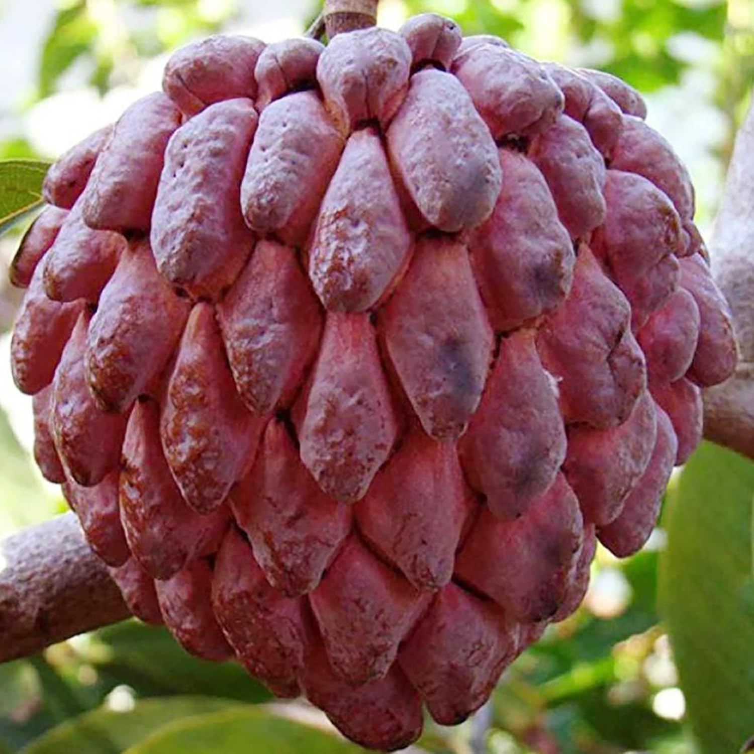 Grow Red Sugar Apple trees from Non-GMO tropical fruit seeds