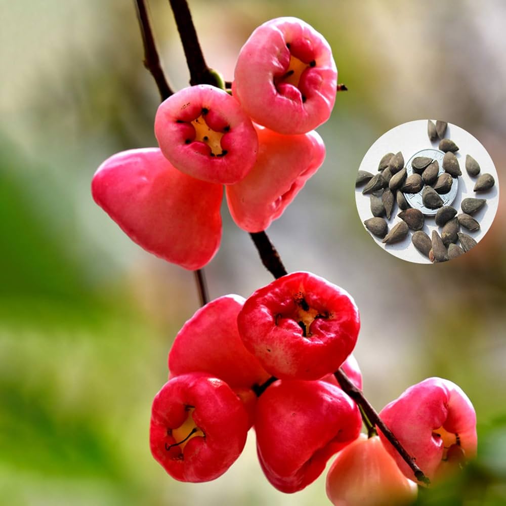 Grow Rose Apple trees from Non-GMO tropical fruit seeds