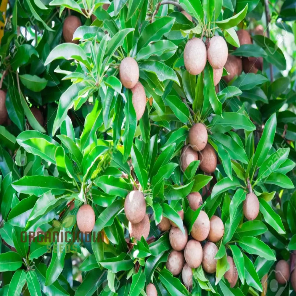 Grow Sapota trees from seeds in containers or outdoor gardens
