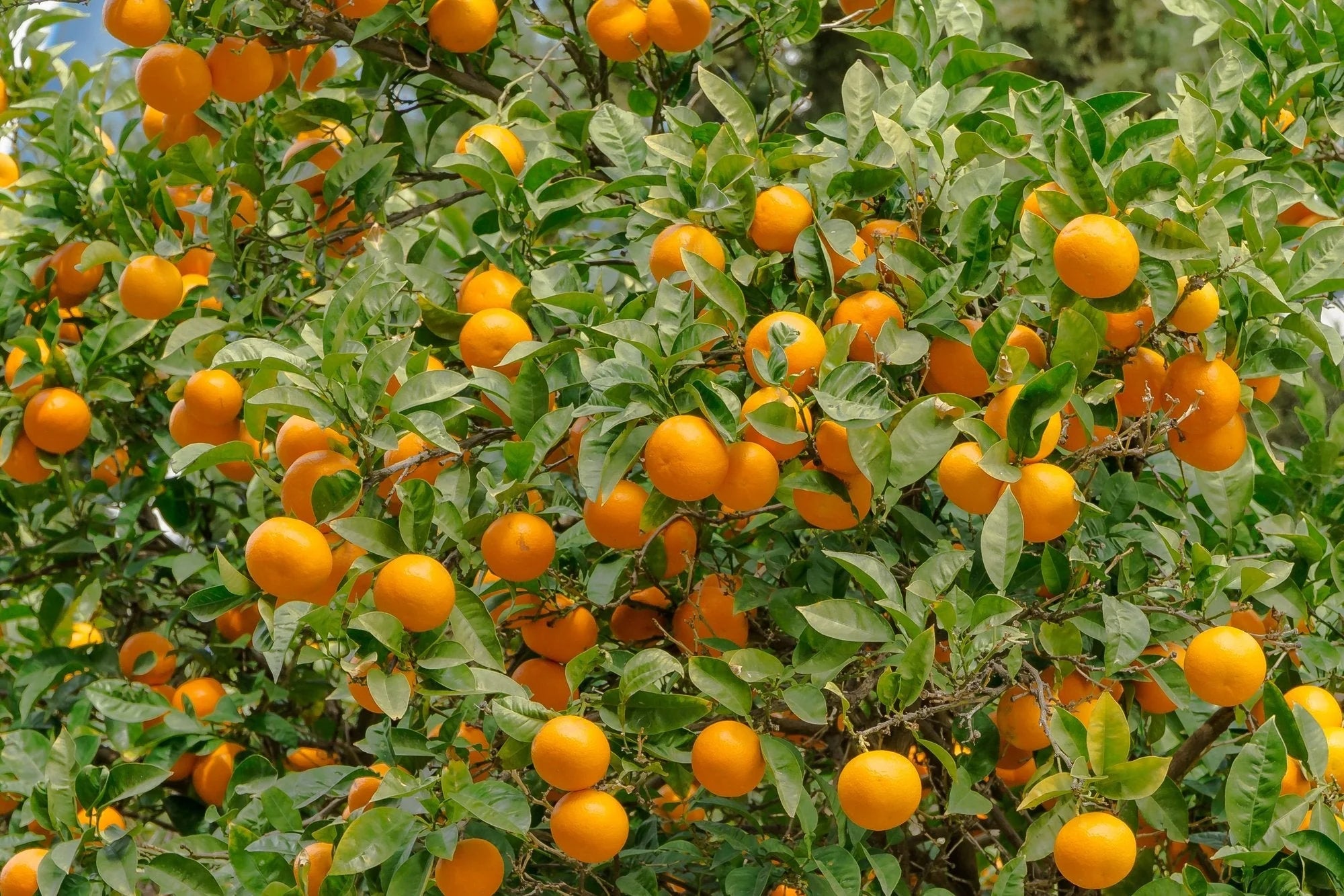 Grow Valencia orange trees from Non-GMO citrus seeds