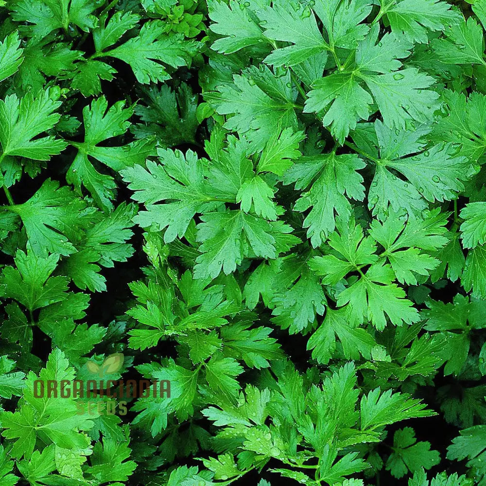 Fresh Hosszu Parsley Leaves with High Greenery