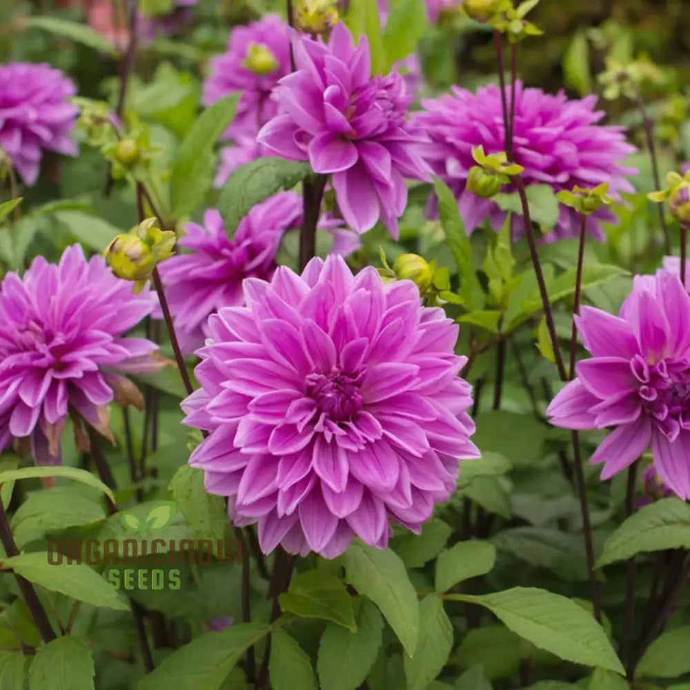 Grow Your Garden With Beauty: Premium Pink Dahlia Flower Seeds For Blossoming Joy In Gardening