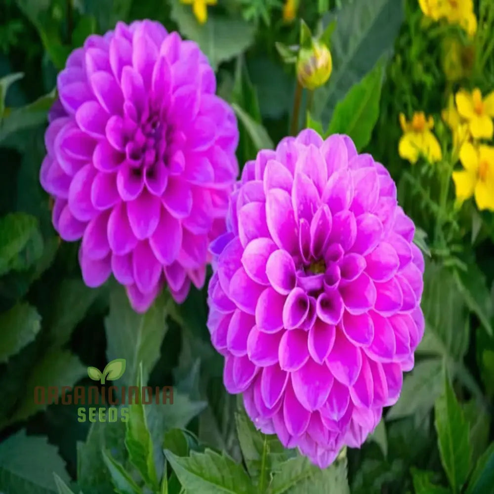 Grow Your Garden With Beauty: Premium Pink Dahlia Flower Seeds For Blossoming Joy In Gardening