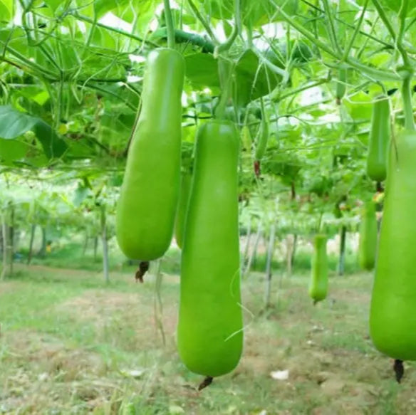 Grow Your Own Refreshing And Nutritious Gourds With Green Bottle Gourd Vegetable Seeds Squash
