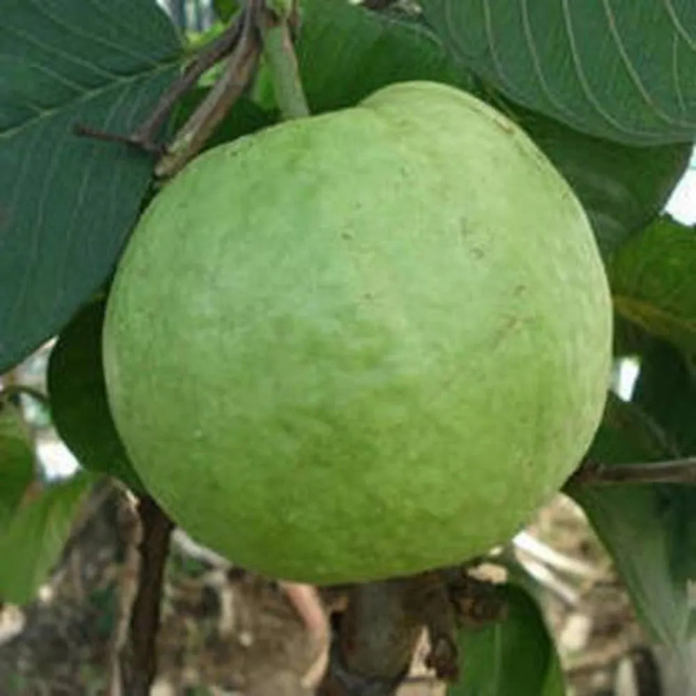 Guava plant growing in backyard garden