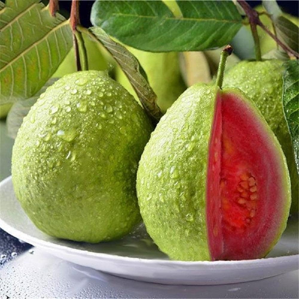 Guava seeds Non-GMO