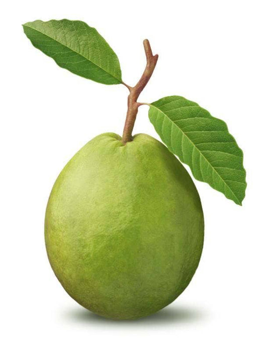 Guava seeds for planting tropical fruit