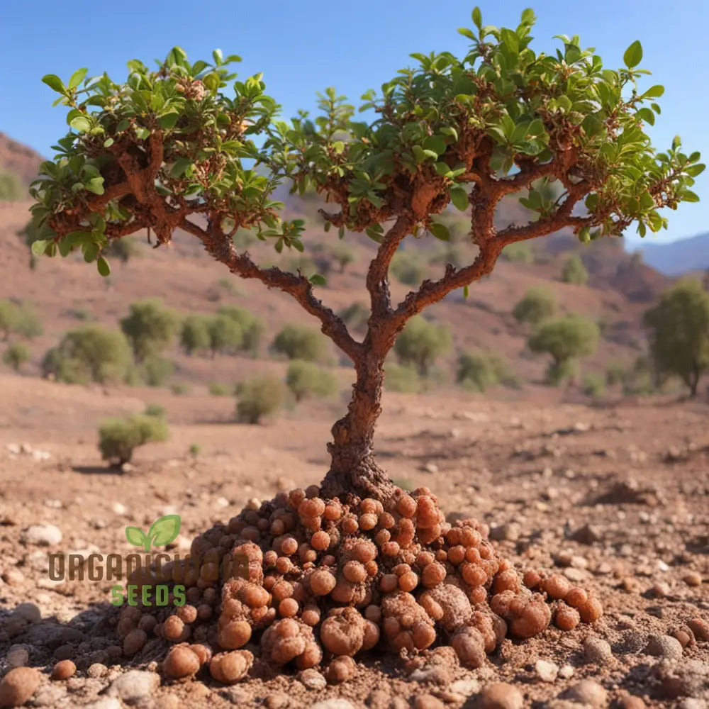 Guggul Resin Producing Tree Commiphora Wightii Seeds