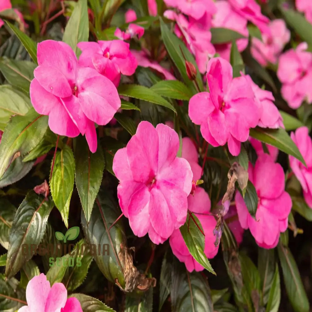 Guinea Flower Planting Seeds for Home Garden Landscaping