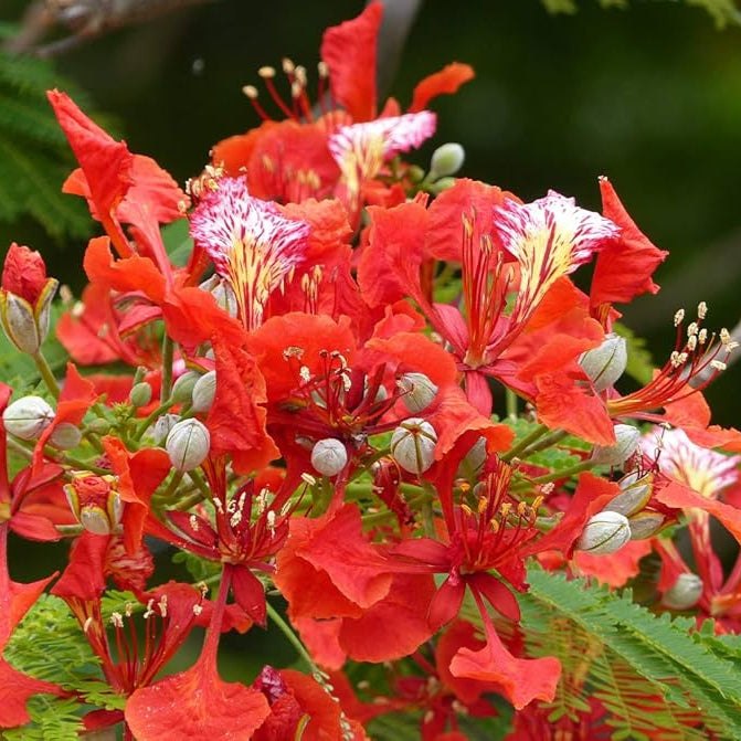 Gulmohar Tree Growing in Landscape from Seeds