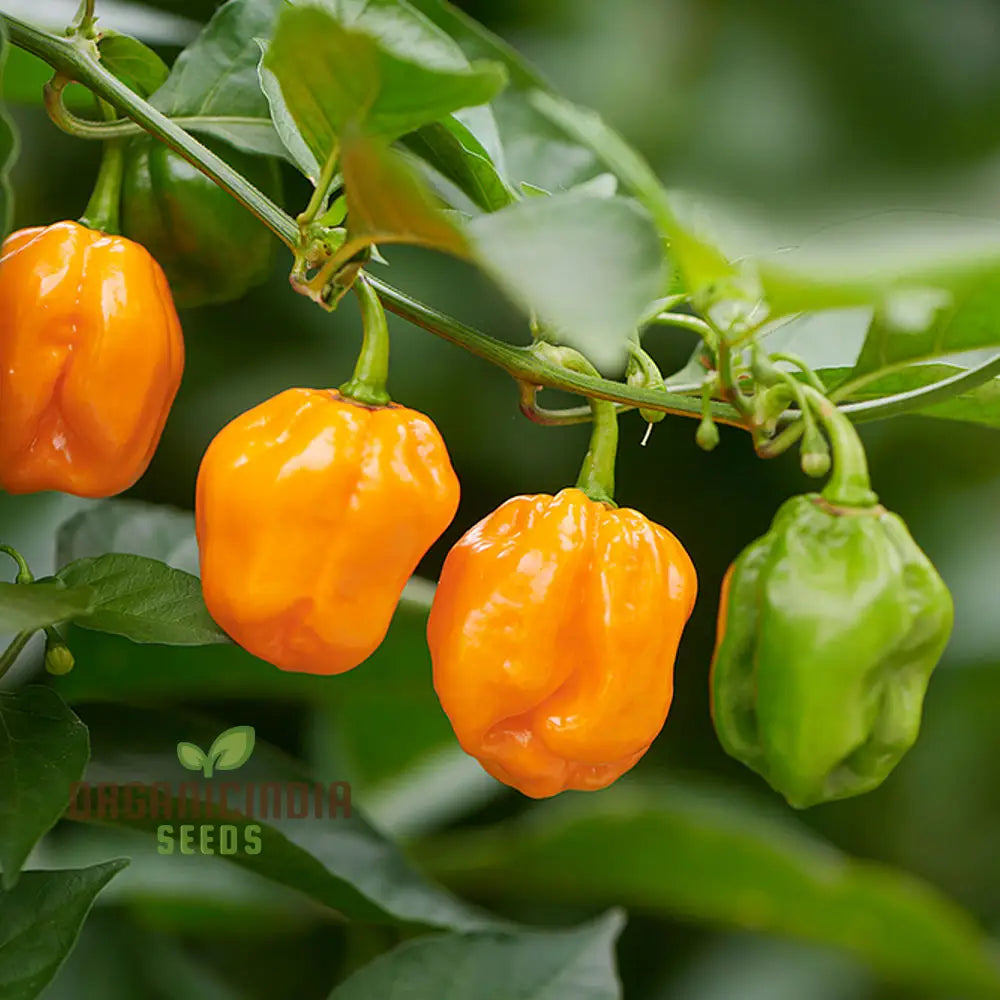 Mature Habanero Chilli Plants from Mixed Seeds, Colorful Garden Variety