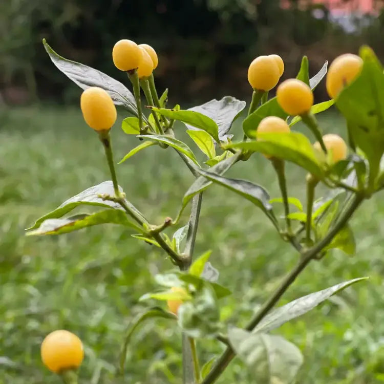 Mature Habanero Yellow Jelly Bean Chilli Plant from Seeds