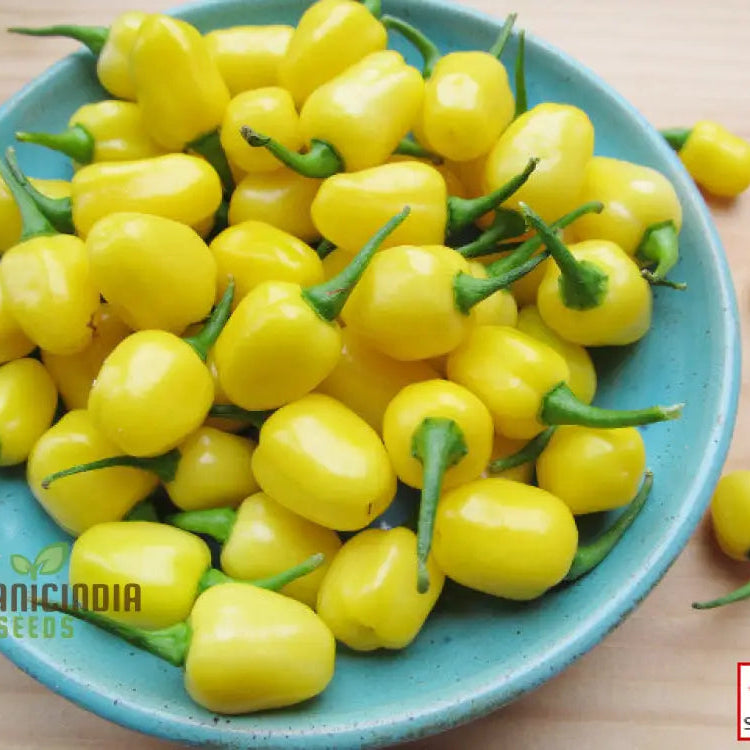 Habanero Yellow Jelly Bean Chilli Seeds for Planting, Hot Pepper Seeds