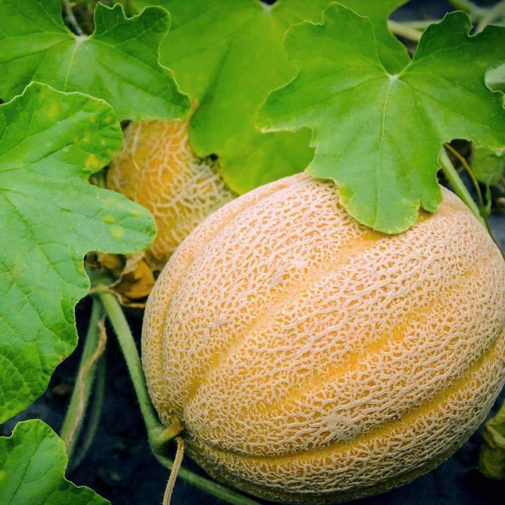 Hale’s Best Jumbo Cantaloupe Seeds heirloom for planting
