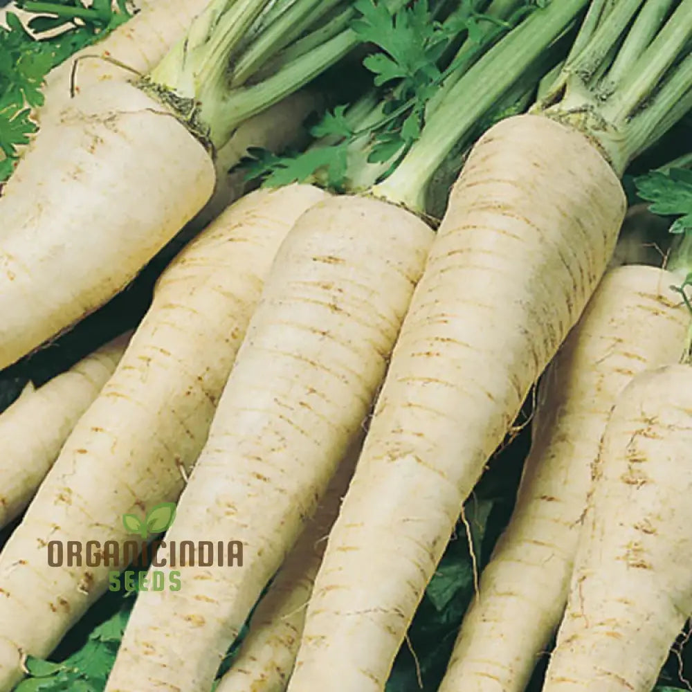 Hamburg Parsley Seeds for Home Garden, Heirloom Culinary Herb Seeds