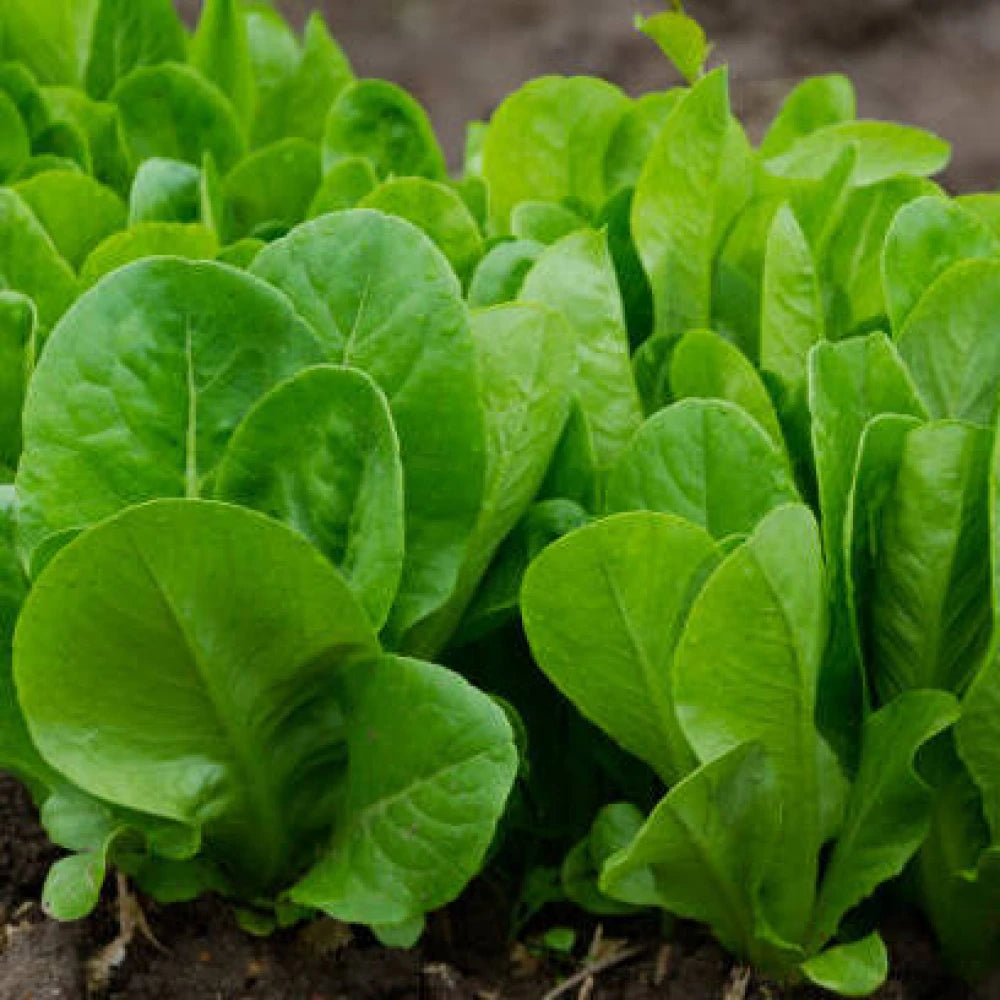 Mature Hammerhead Spinach Plant, Nutritious and High-Yielding