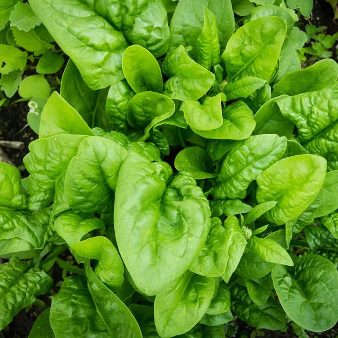 Hammerhead Spinach Seedling, Easy-to-Grow Organic Leafy Greens