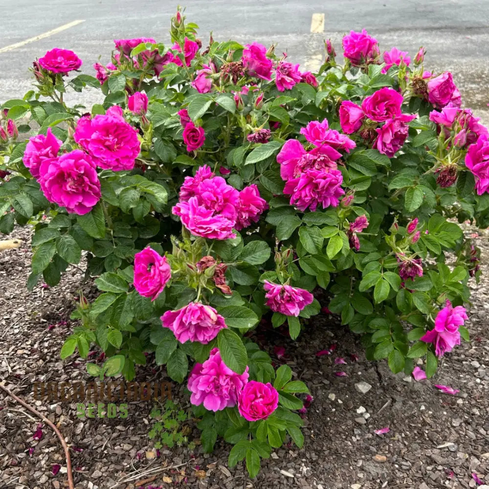 Rosa Rugosa Hansa Hedge Plant in Landscape