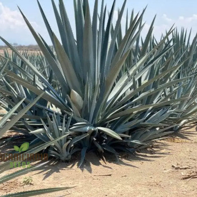 Hardy Agave Toliman Blue Ideal for Xeriscape and Rock Gardens