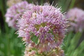 Hardy Allium Nutans Seeds for Low-Maintenance Gardening