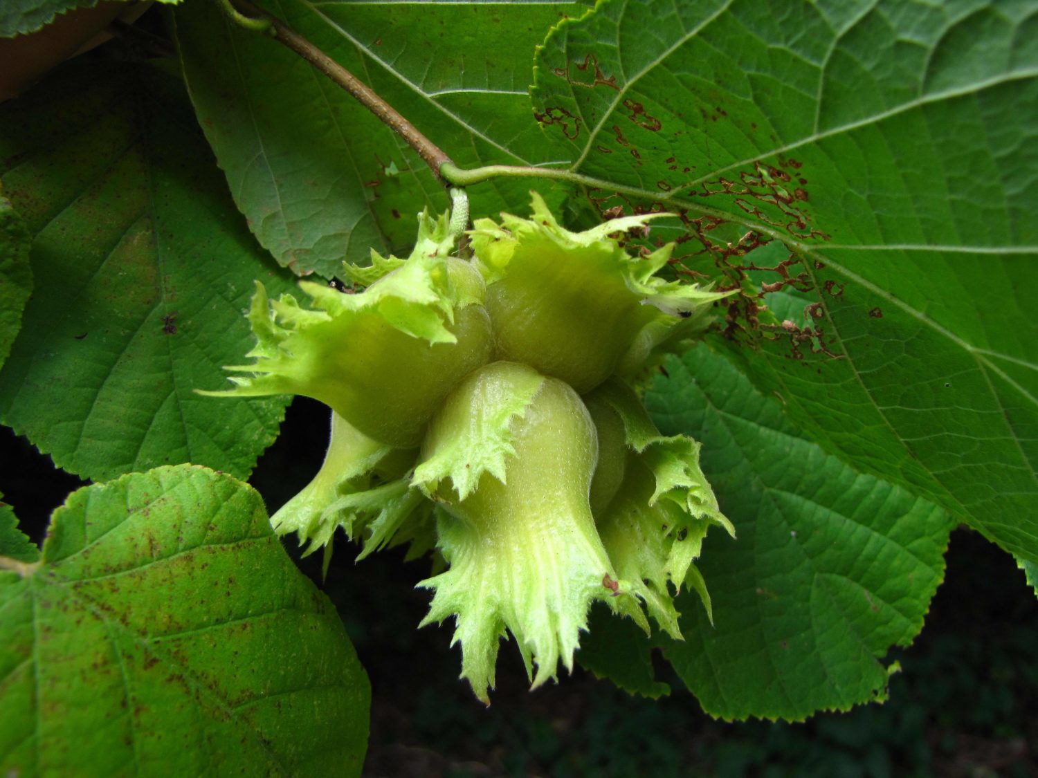 Hardy American hazelnut tree seeds for cold-climate gardens