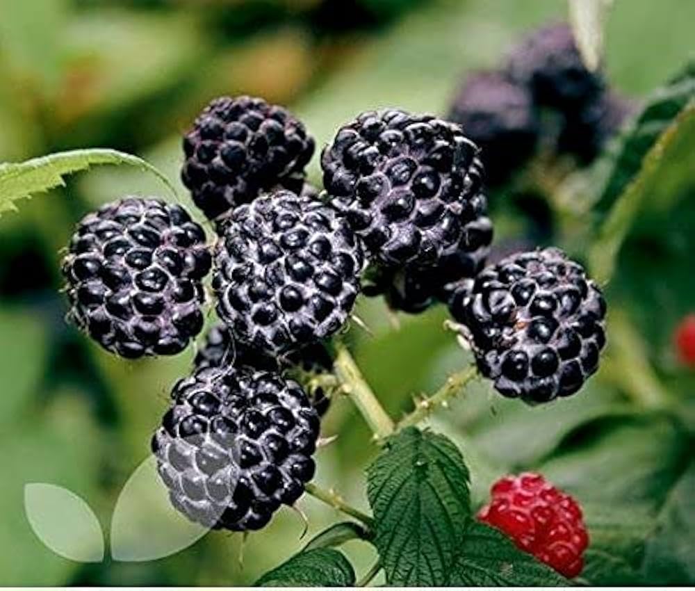 Hardy black raspberry plant seeds