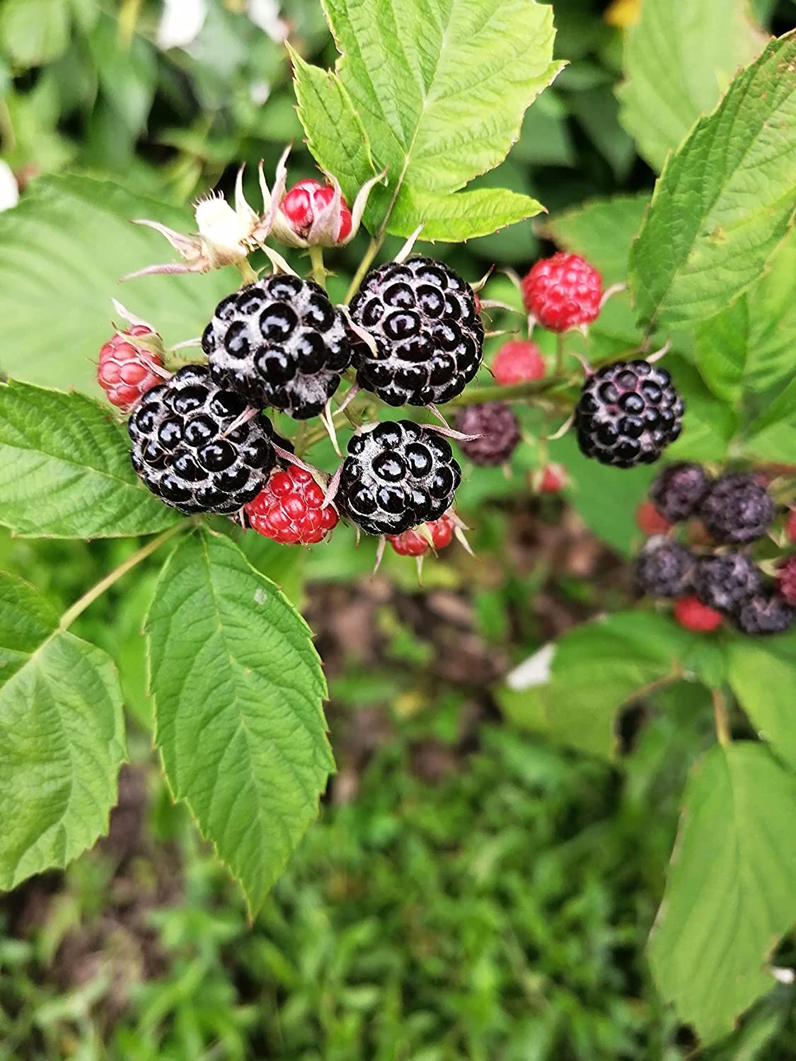 Hardy black raspberry seeds for berry shrubs