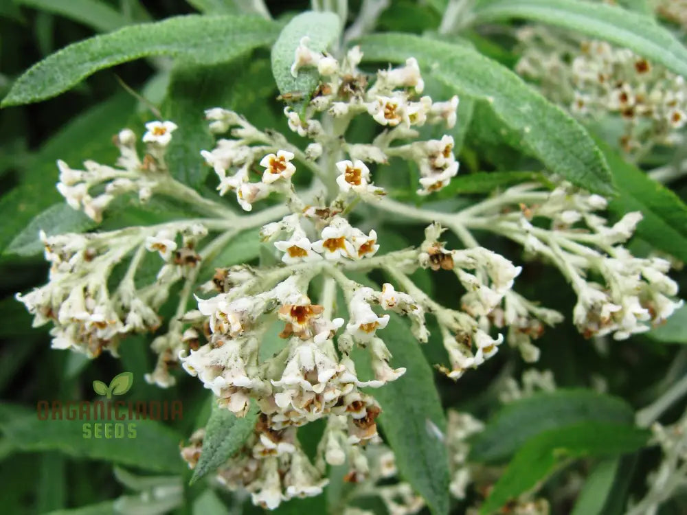 Hardy Buddleja Loricata Seeds for Outdoor Landscaping
