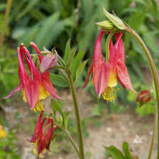 Hardy Columbine Garden Seeds for Perennial Planting